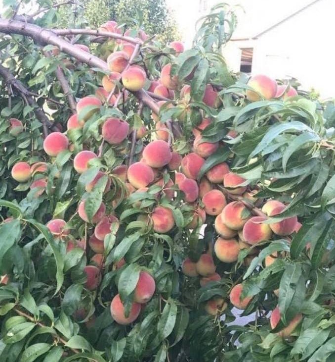 Tree branch heavy with hundreds of peaches bending to the ground